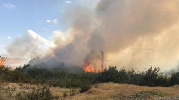Incendio en el Parque del Alamillo