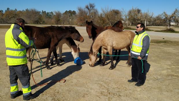 Imagen de los caballos y mulos con los técnicos municipales