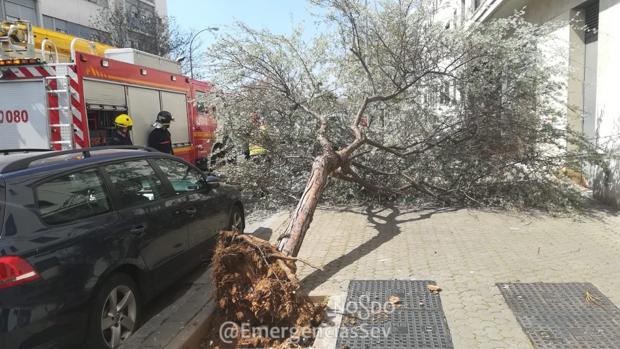 Una de las incidencias producidas este sábado debido al fuerte viento ha sido la caída de un árbol
