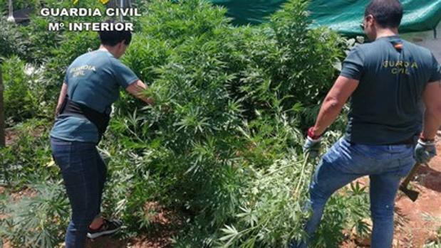 Marihuana en la parcela de Almensilla