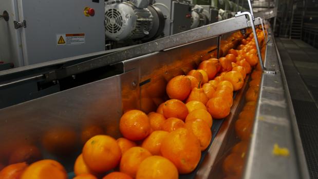 Cinta transportadora de naranjas en una fábrica del sector