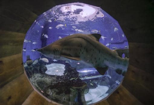 Un tiburón en el Acuario de Sevilla