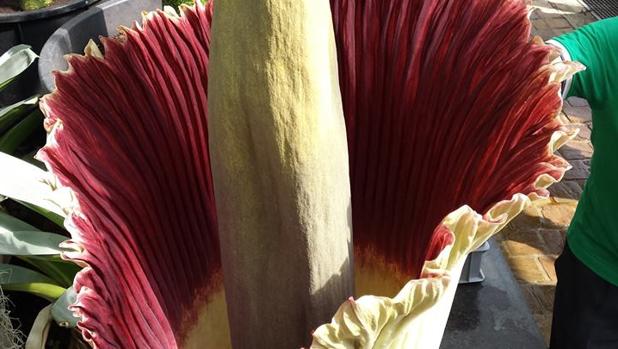 Ejemplar de la Amorphophallus titanum, que ha florecido en el Jardín Botánico de Meise